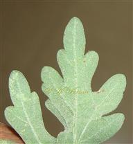Leaf Apex-Abaxial view